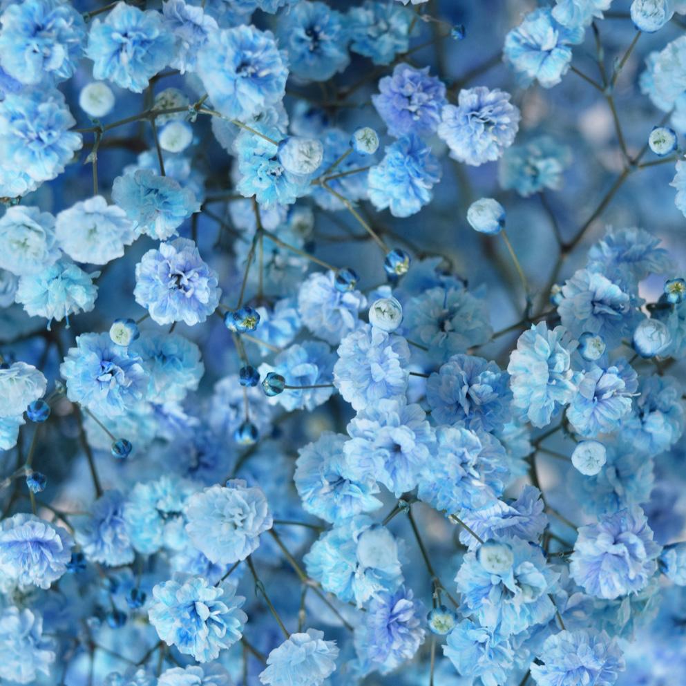 Baby Blue Tinted Gypsophillia Baby's Breath Premium, 70cm