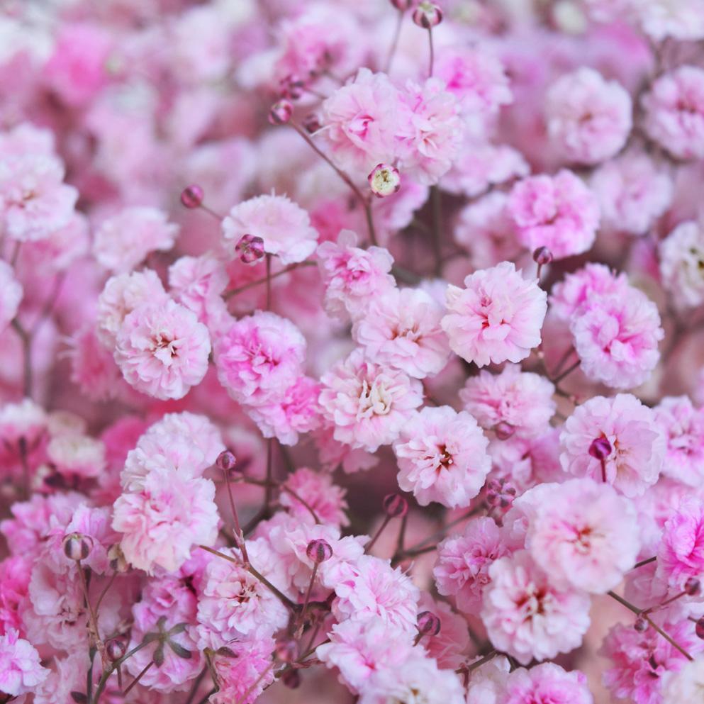 Gypsophila