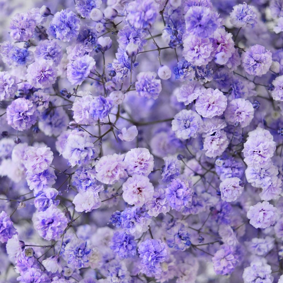 Gypsophila