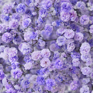 Gypsophila