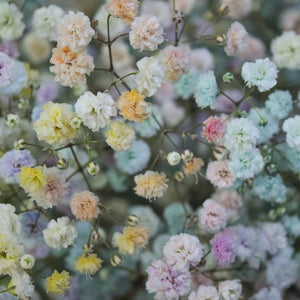 Gypsophila