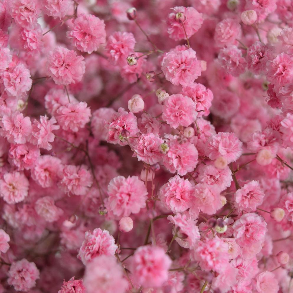 Gypsophila