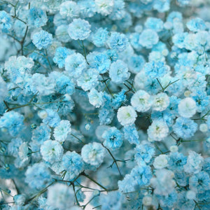 Gypsophila