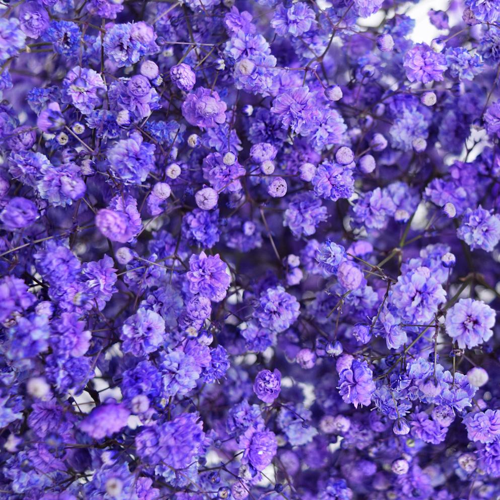 Gypsophila Tinted Purple