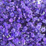 Gypsophila Tinted Purple