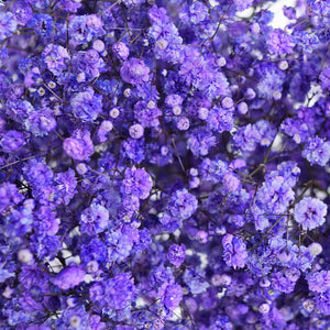 Gypsophila Tinted Purple
