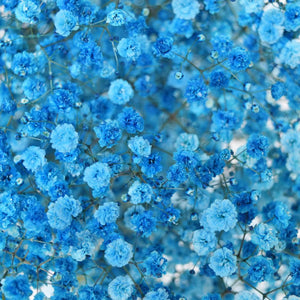 Gypsophila Tinted Turquoise