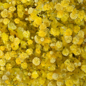 Gypsophila Tinted Yellow