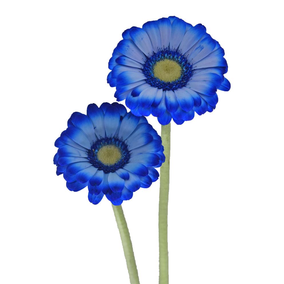 Mini Gerbera Tinted Blue
