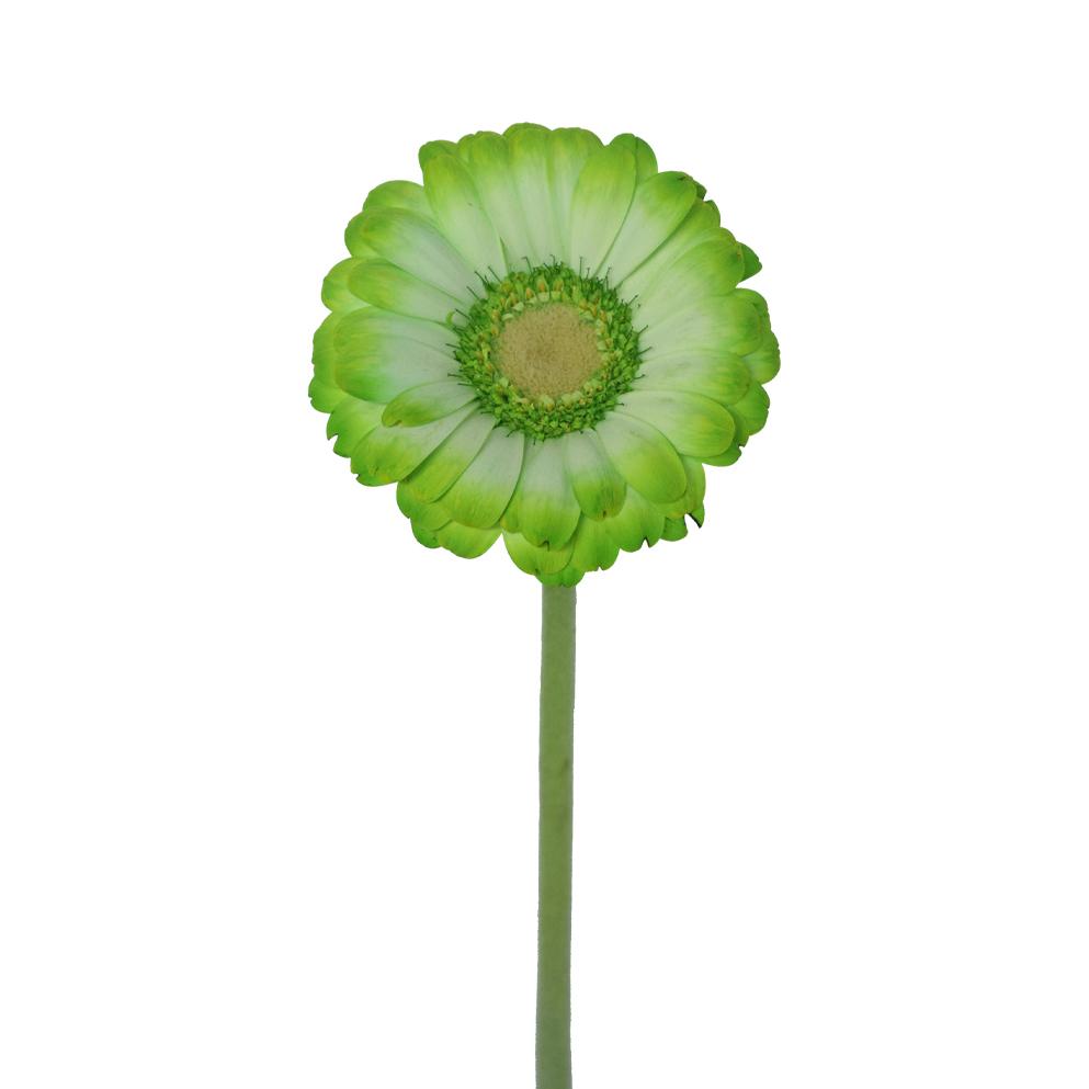 Mini Gerbera Tinted Green