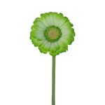 Mini Gerbera Tinted Green
