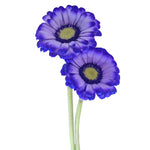 Mini Gerbera Tinted Purple