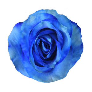 Roses Tinted Blue