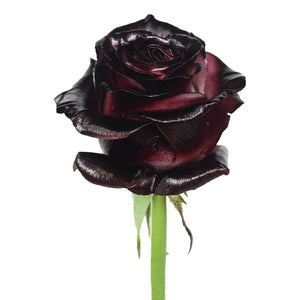 Roses Tinted Burgundy
