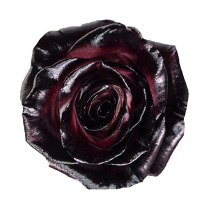 Roses Tinted Burgundy