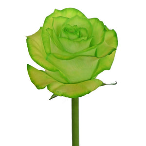 Roses Tinted Light Green
