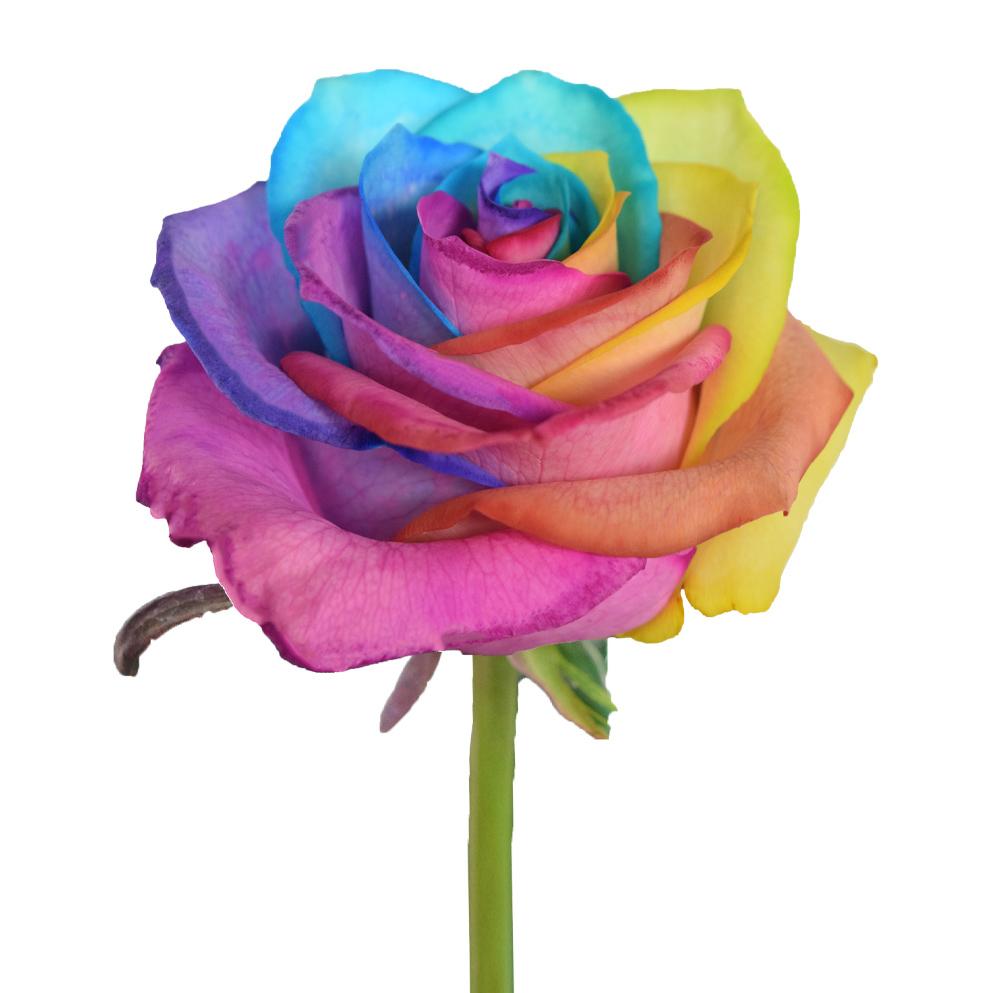 Roses Tinted Rainbow Classic