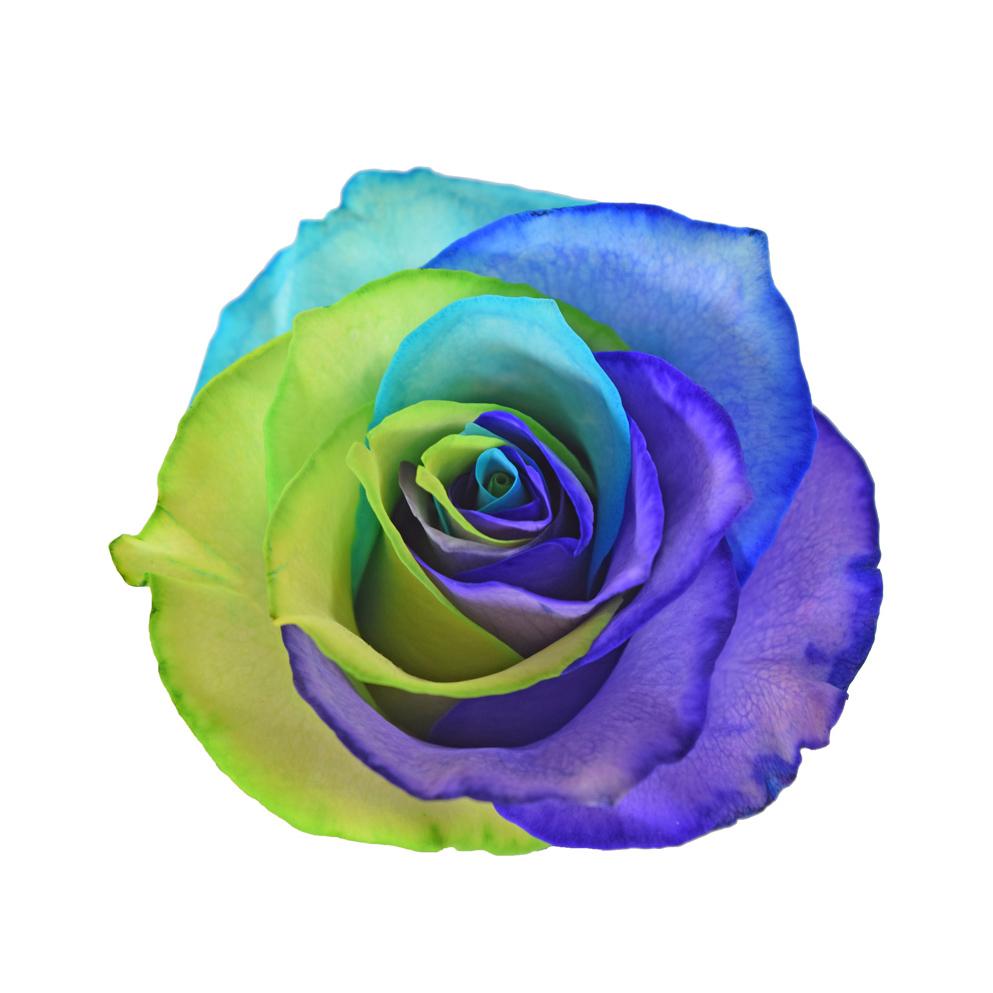 Roses Tinted Rainbow Variants 1