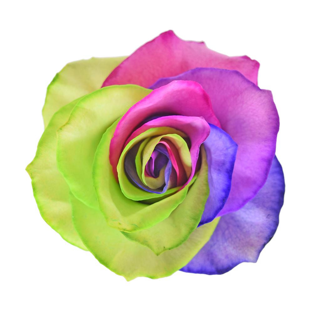 Roses Tinted Rainbow Variants 4