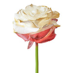 Roses Tinted Spraying Variants 1