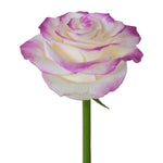 Roses Tinted Spraying Variants 10