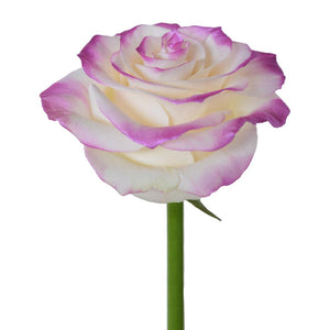 Roses Tinted Spraying Variants 10