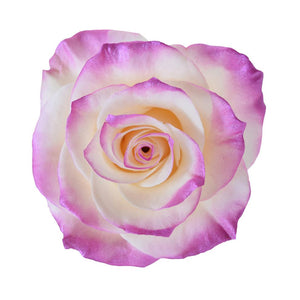 Roses Tinted Spraying Variants 10