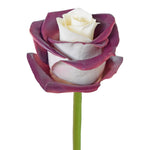 Roses Tinted Spraying Variants 11