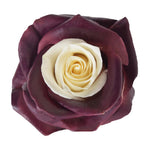 Roses Tinted Spraying Variants 11