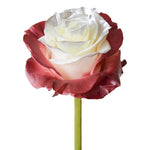 Roses Tinted Spraying Variants 2