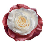Roses Tinted Spraying Variants 2