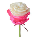 Roses Tinted Spraying Variants 4