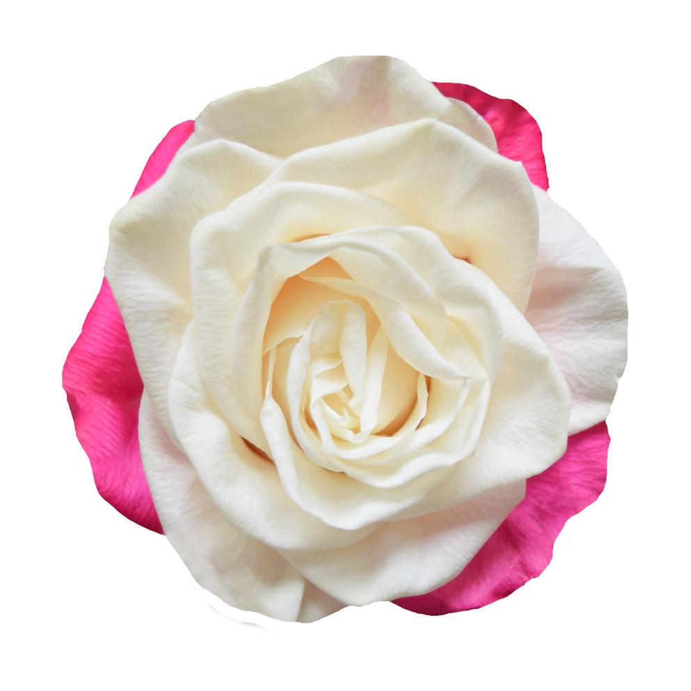 Roses Tinted Spraying Variants 4