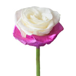 Roses Tinted Spraying Variants 5
