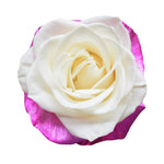 Roses Tinted Spraying Variants 5