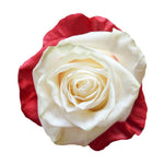 Roses Tinted Spraying Variants 7