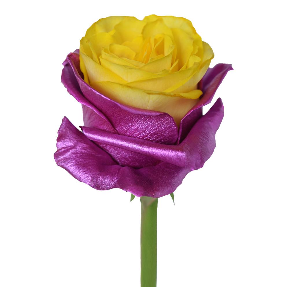 Roses Tinted Spraying Variants 8