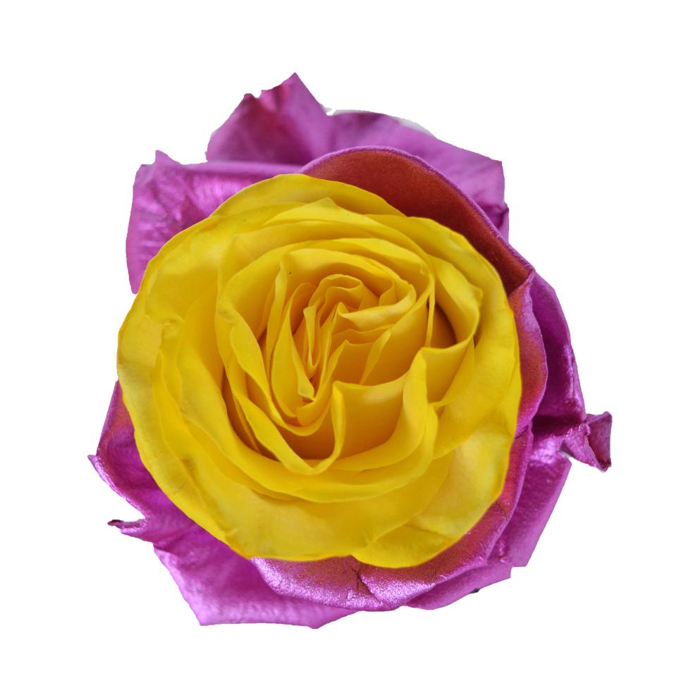 Roses Tinted Spraying Variants 8