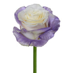 Roses Tinted Spraying Variants 9