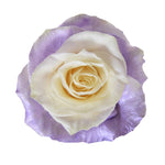 Roses Tinted Spraying Variants 9