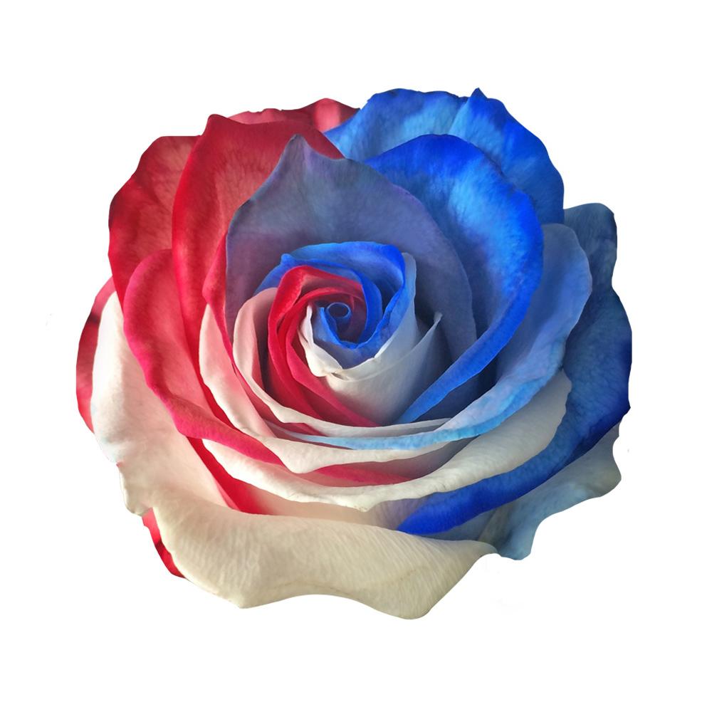Roses Tinted USA Rose