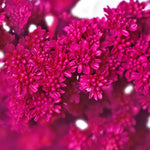 Solidago Tinted Pink