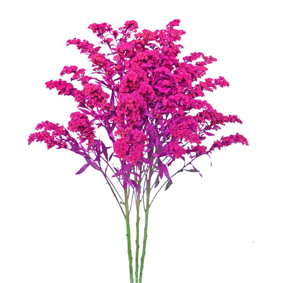 Solidago Tinted Pink