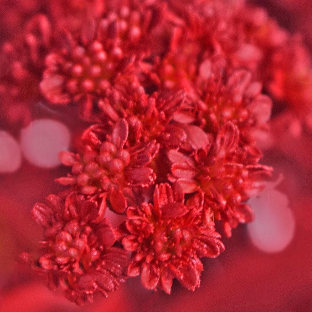 Solidago Tinted Red