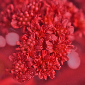 Solidago Tinted Red