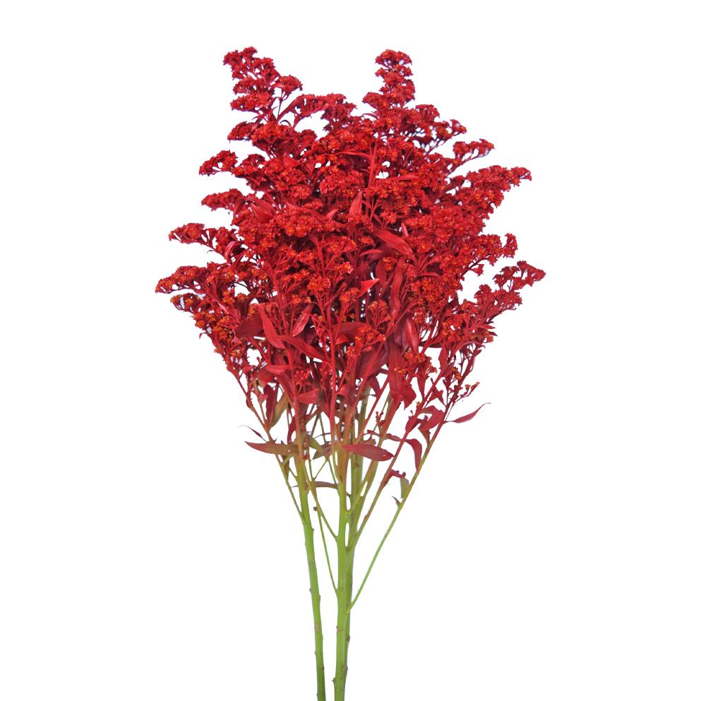 Solidago Tinted Red
