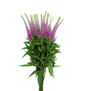 Veronica (Assorted Colors) - Solid Box